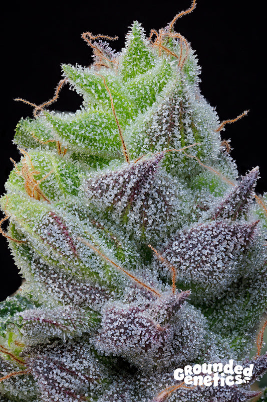PEACH LIMEADE (Pink Limez x Taco Colada) 7 seeds + 2 Pineapple Squeeze + 2 Pink Poochie