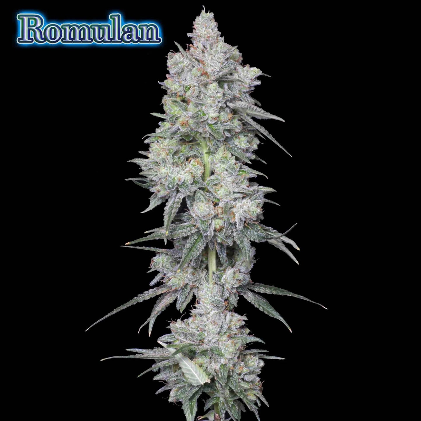ROMULAN (S1) ((Thai x Colombian x Mexican x Afghani) x Colombian) 6 - Pack - Gas Station