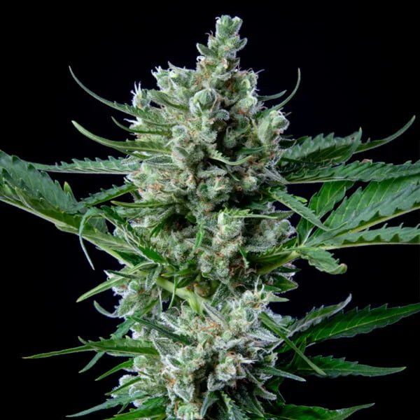 Royal Bluematic aka Blueberry Auto - Gas Station