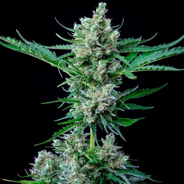 Royal Bluematic aka Blueberry Auto - Gas Station