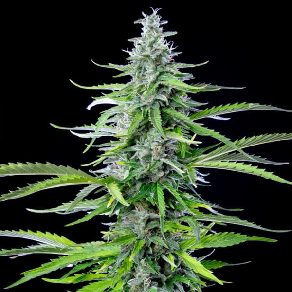 Royal Cookies Auto - Gas Station