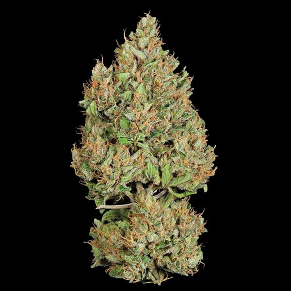 Royal Cookies Auto - Gas Station