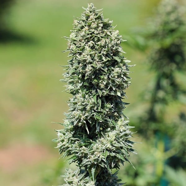 Royal Cookies Auto - Gas Station