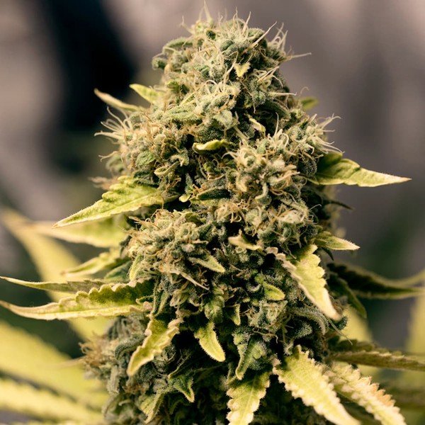 Royal Domina - Gas Station