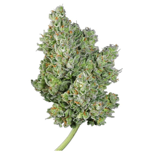 Royal Gorilla Auto aka Gorilla Glue Auto - Gas Station