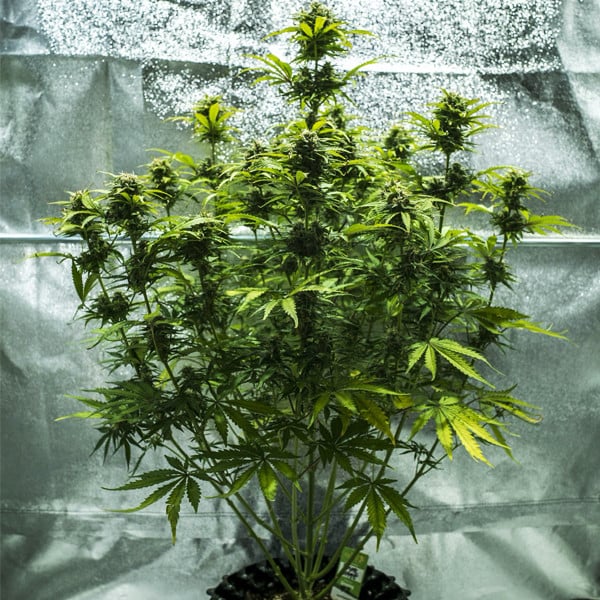Royal Haze Auto - Gas Station