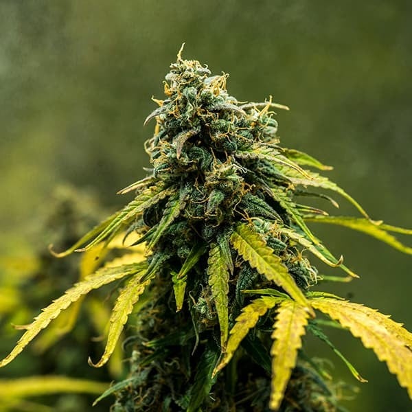 Royal Haze Auto - Gas Station
