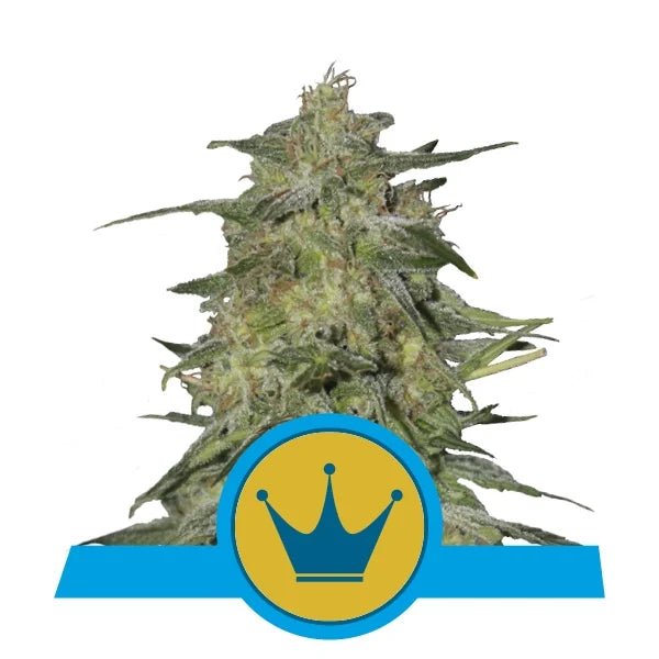 Royal Highness CBD - Gas Station