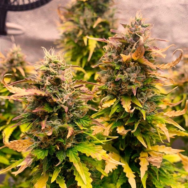 Royal Kush Auto - Gas Station
