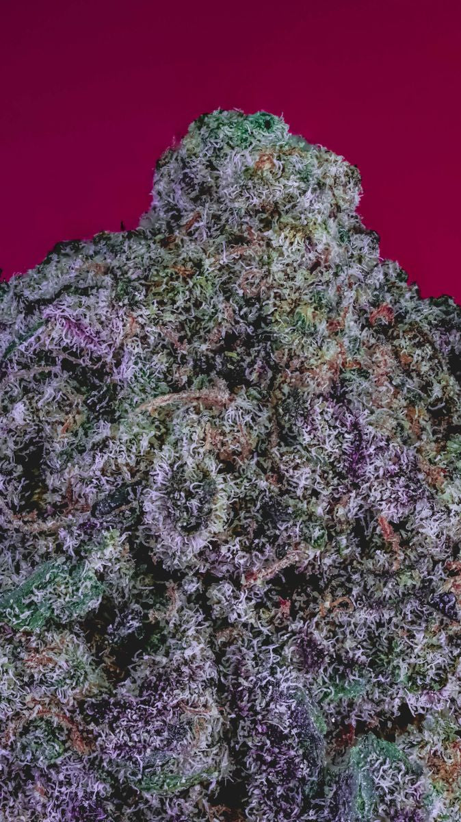Mac's Cap 3n-s1 10+ seeds