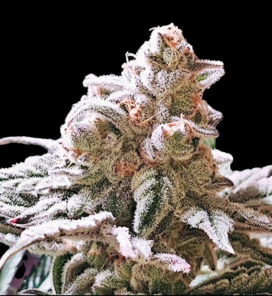 FIRECANE (CHERRY OREOZ X SUGARCANE-RG CUT) 8 FEMS