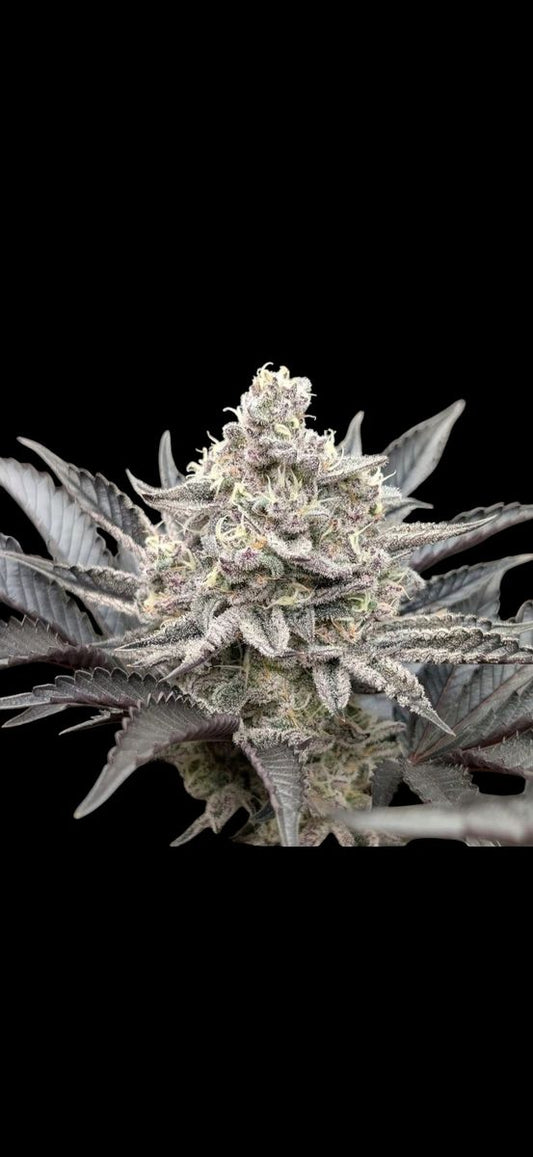 FROZEN TRUFFLES (FROZEN BAG x WHITE TRUFFLES) 8 fem seeds