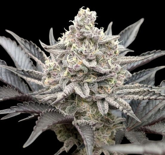 FROZEN TRUFFLES (FROZEN BAG x WHITE TRUFFLES) 8 fem seeds