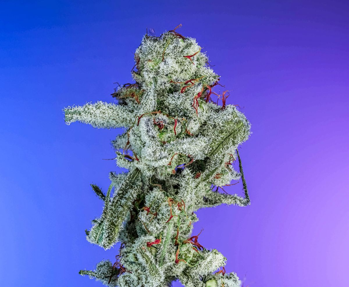 The Washer S1 (Papaya x (Strawberry Guava x GMO) x Grand Slam) 10+ feminized seeds