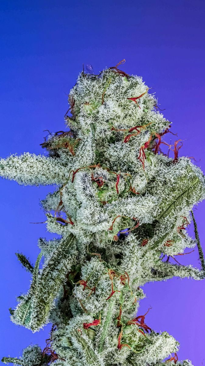 The Washer S1 (Papaya x (Strawberry Guava x GMO) x Grand Slam) 10+ feminized seeds