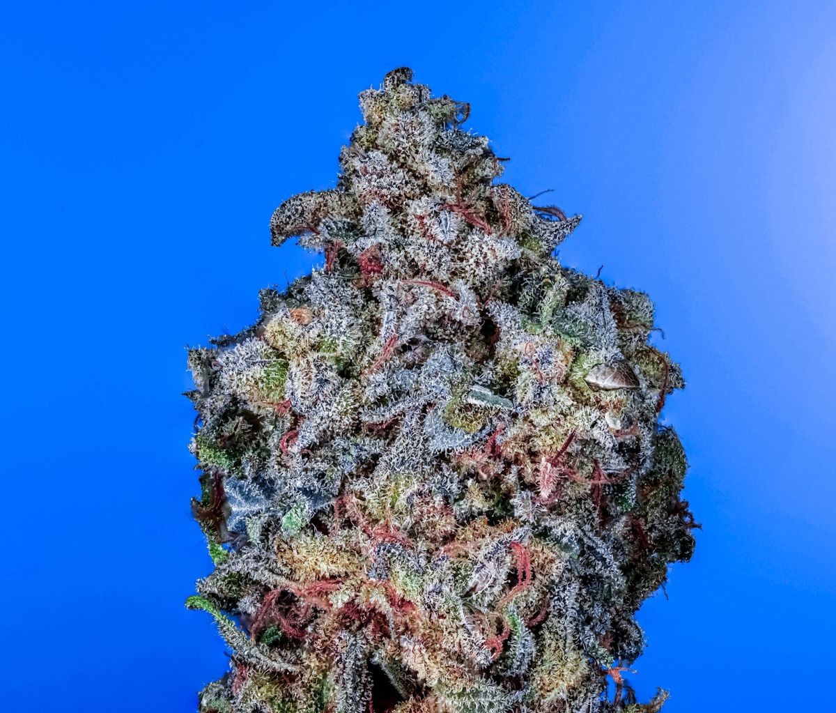 Blue N3rdz S1 (Blueberry OG x Grape Ape) 10+ feminized seeds