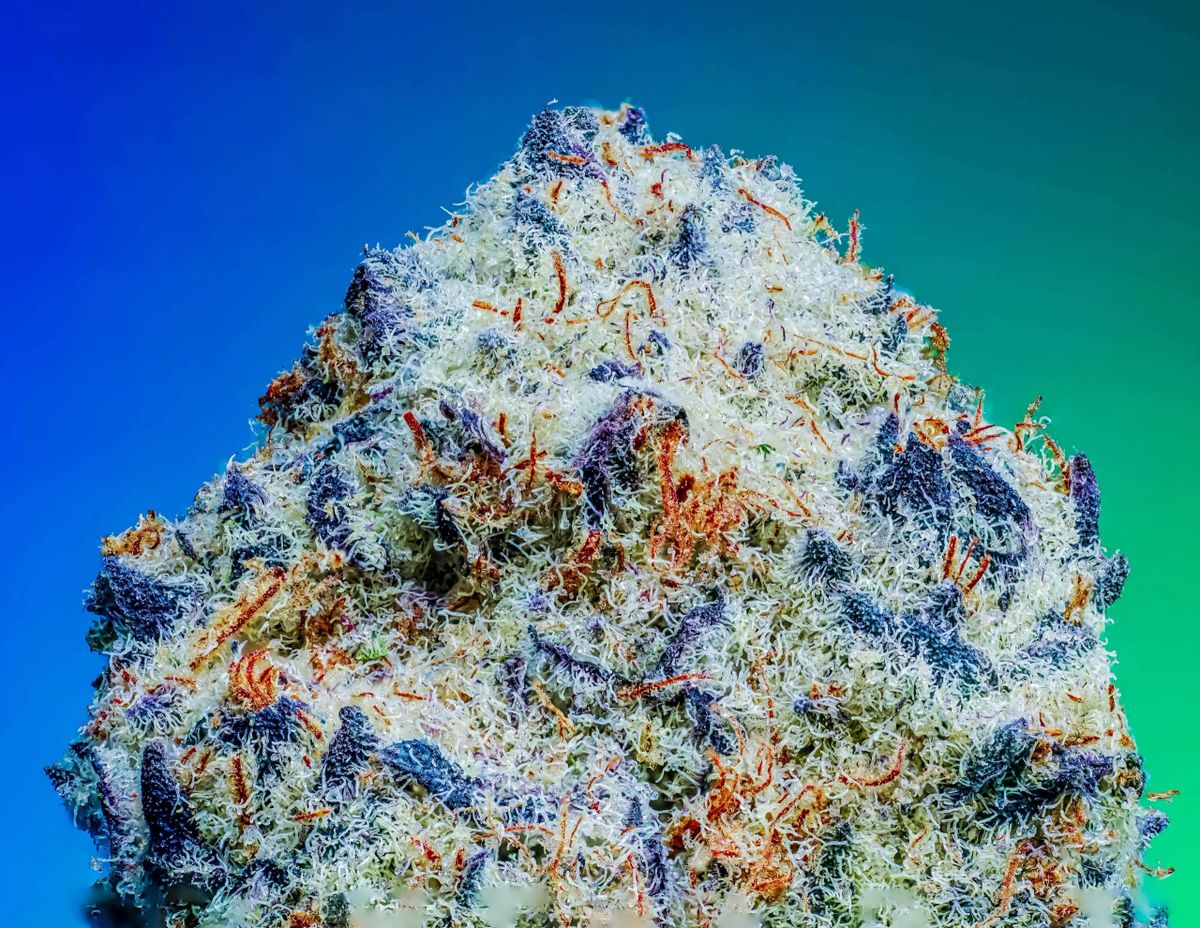 Blue Berry Sprinklez (Blue Berry Pancakes x Sprinklez) 10-Pack