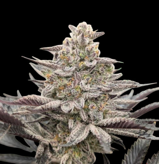 FROZEN MARKER (FROZEN BAG x PERMANENT MARKER) 8 fem seeds