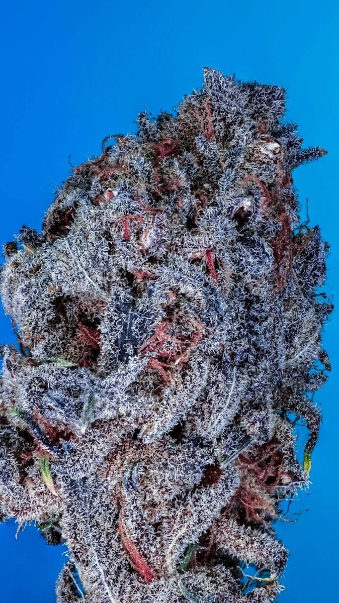 Blue Magic S1 (Blue Zushi x The Washer) 10+ feminized seeds