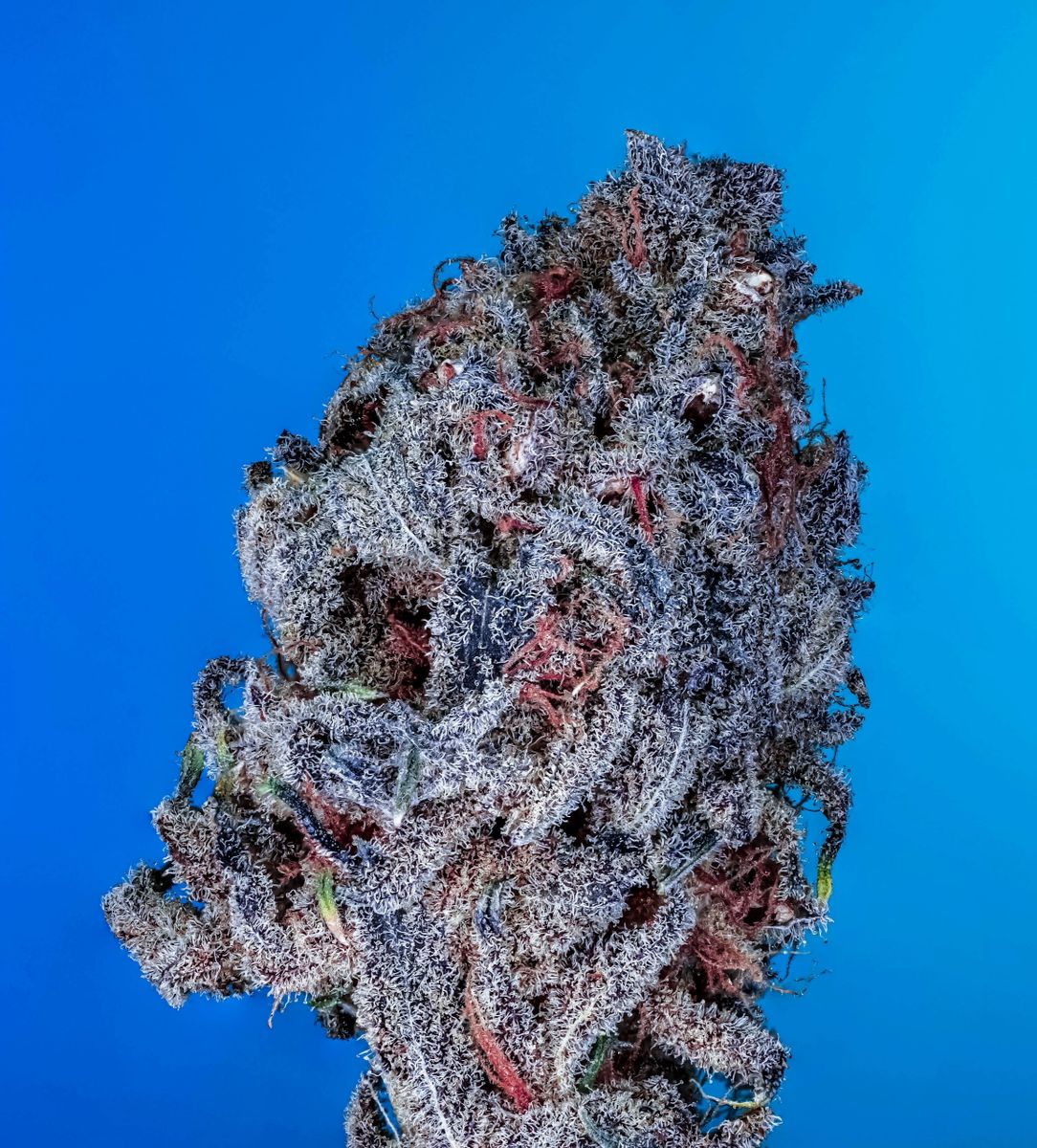 Blue Magic S1 (Blue Zushi x The Washer) 10+ feminized seeds