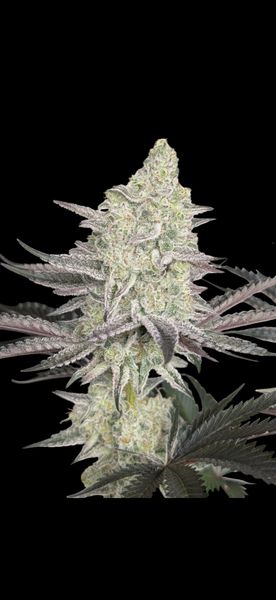 ICY STATUS (ICY GARY #1 x ASTRONAUT STATUS) 6+ fem seeds