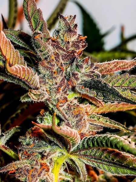 Tropicana Cookies F4 Regular 10-Pack