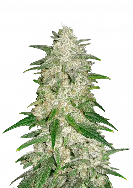 Gelato Auto 5-Pack