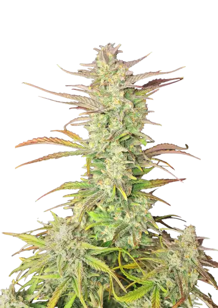 Z-Up Auto 5-Pack + 1 Gorilla Zkittlez Auto