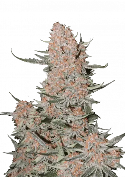 Ztrawberriez Auto 5-Pack + 1 Gorilla Zkittlez Auto