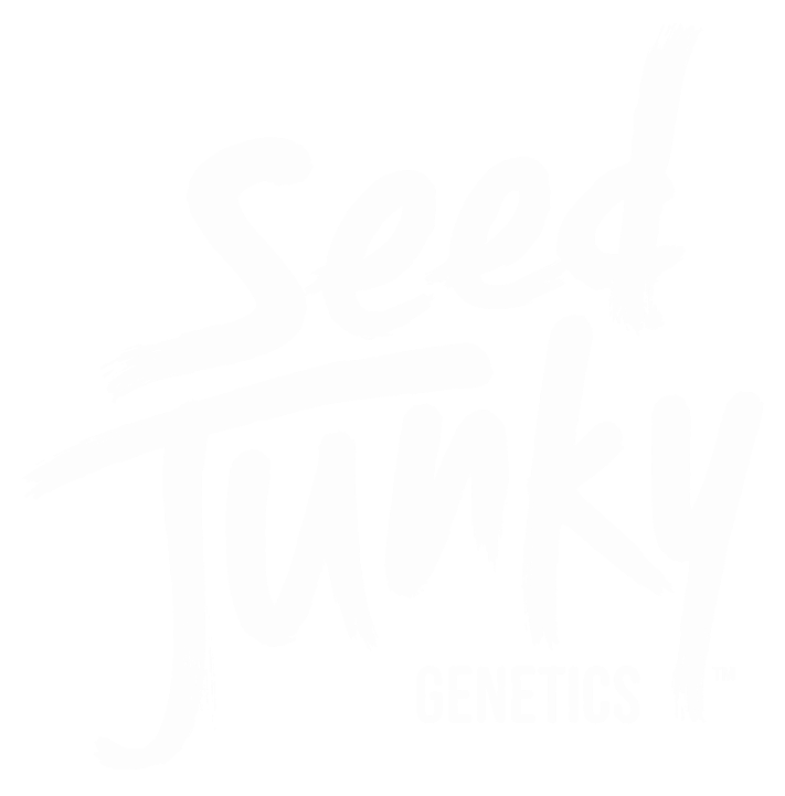 *Limited* Wedding Cake F2 x Kush Mints #11 10+ Regular Seeds