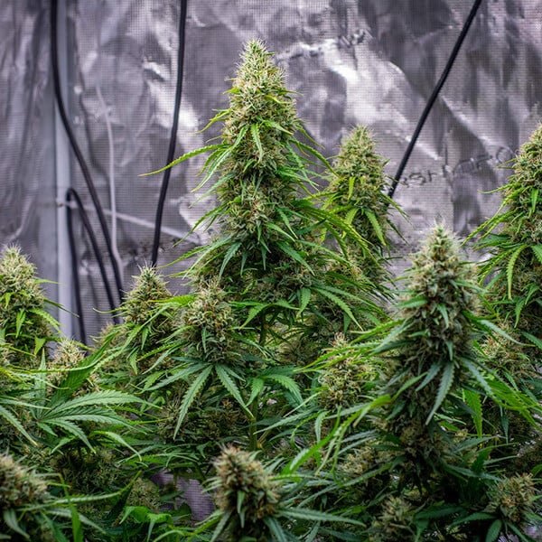 Sherbet Queen Auto - Gas Station