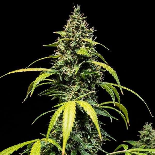Sherbet Queen Auto - Gas Station