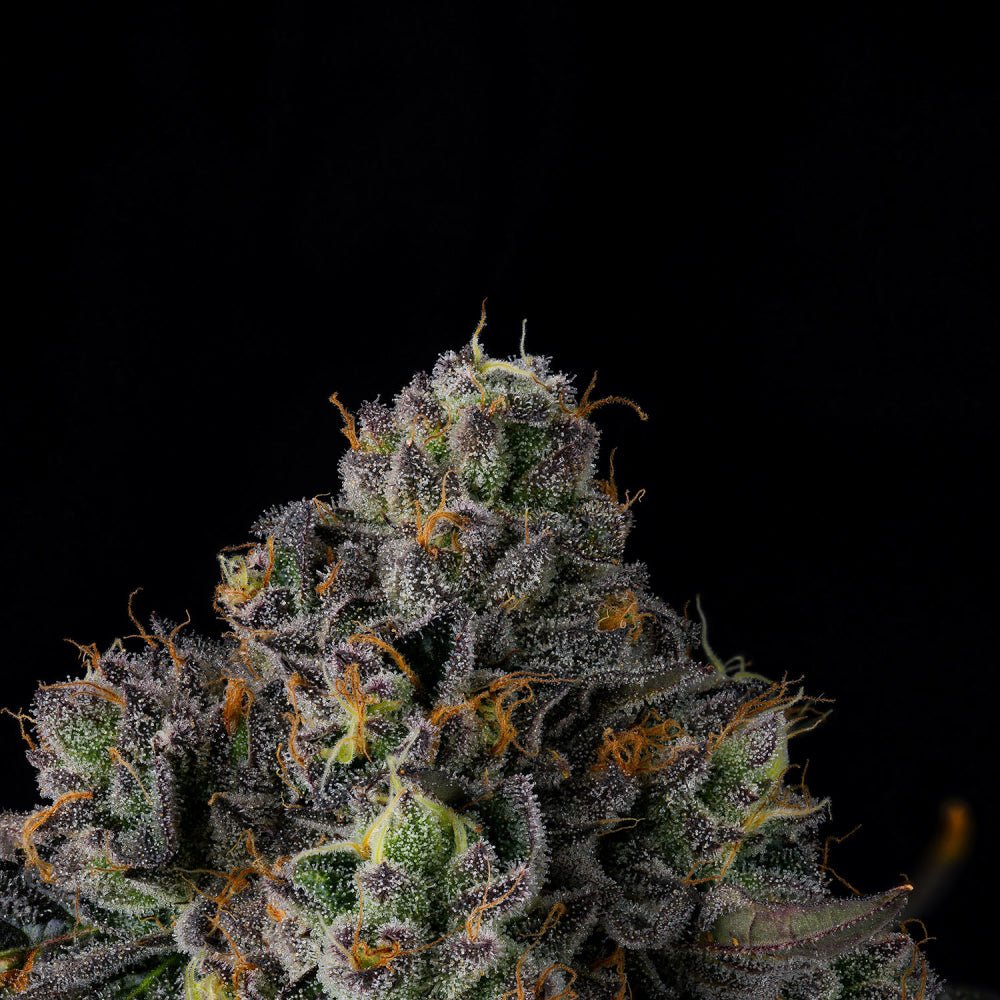 SHERBZ (Zereal milk x RS11) 7 - Pack FEM - Gas Station