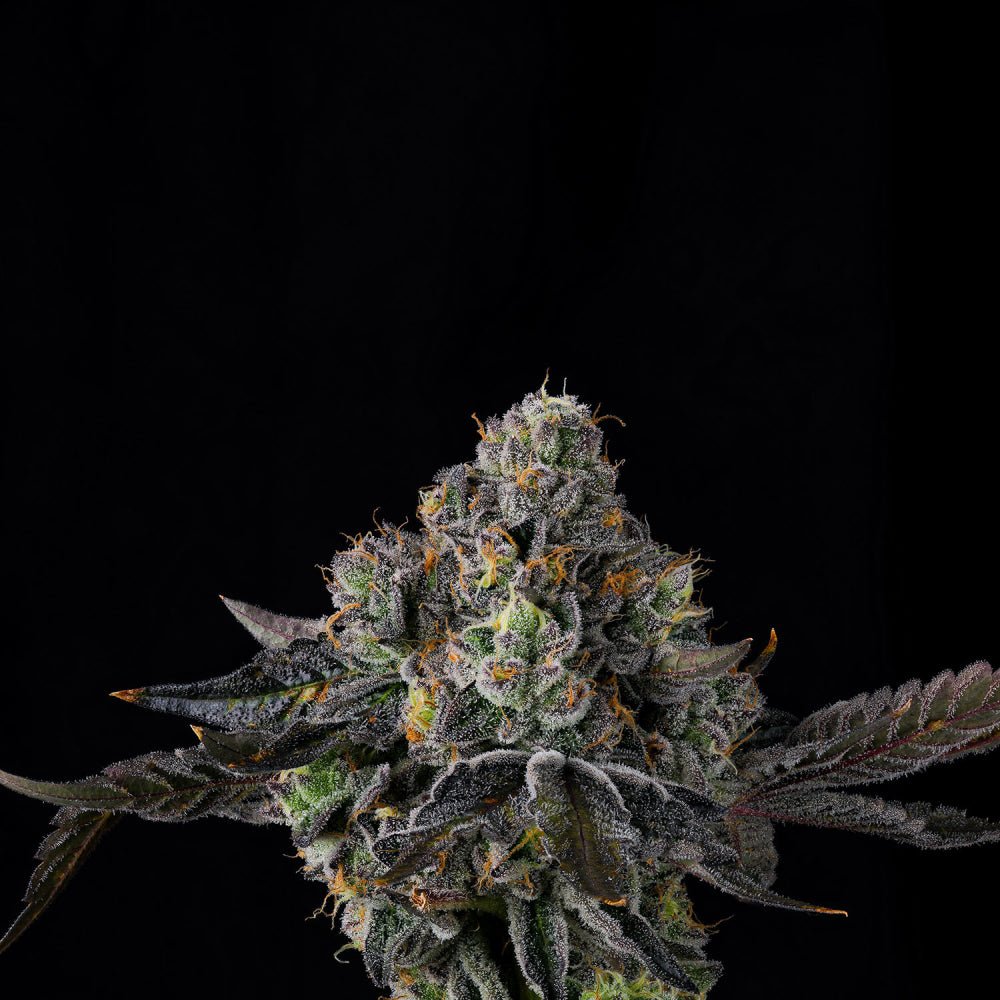 SHERBZ (Zereal milk x RS11) 7 - Pack FEM - Gas Station