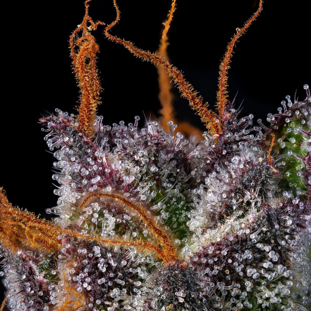 SHERBZOOKA (Sunset Sherb x RS11) 7 - Pack FEM - Gas Station