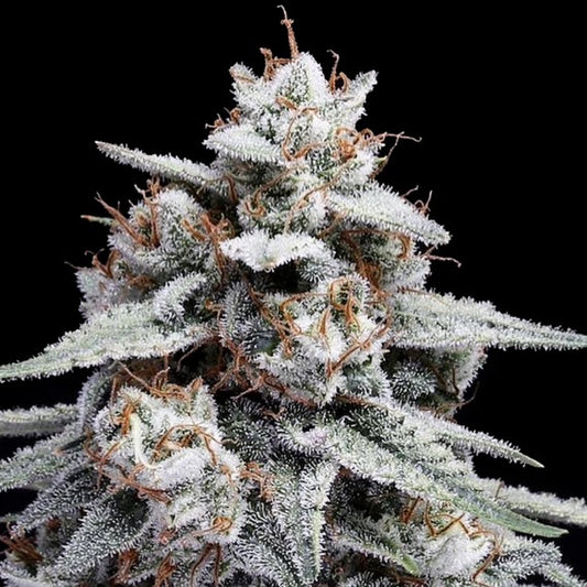 Skywalker Kush Auto (Skywalker OG x OG Kush Auto) 5-Pack + 2 Kosher Cookies