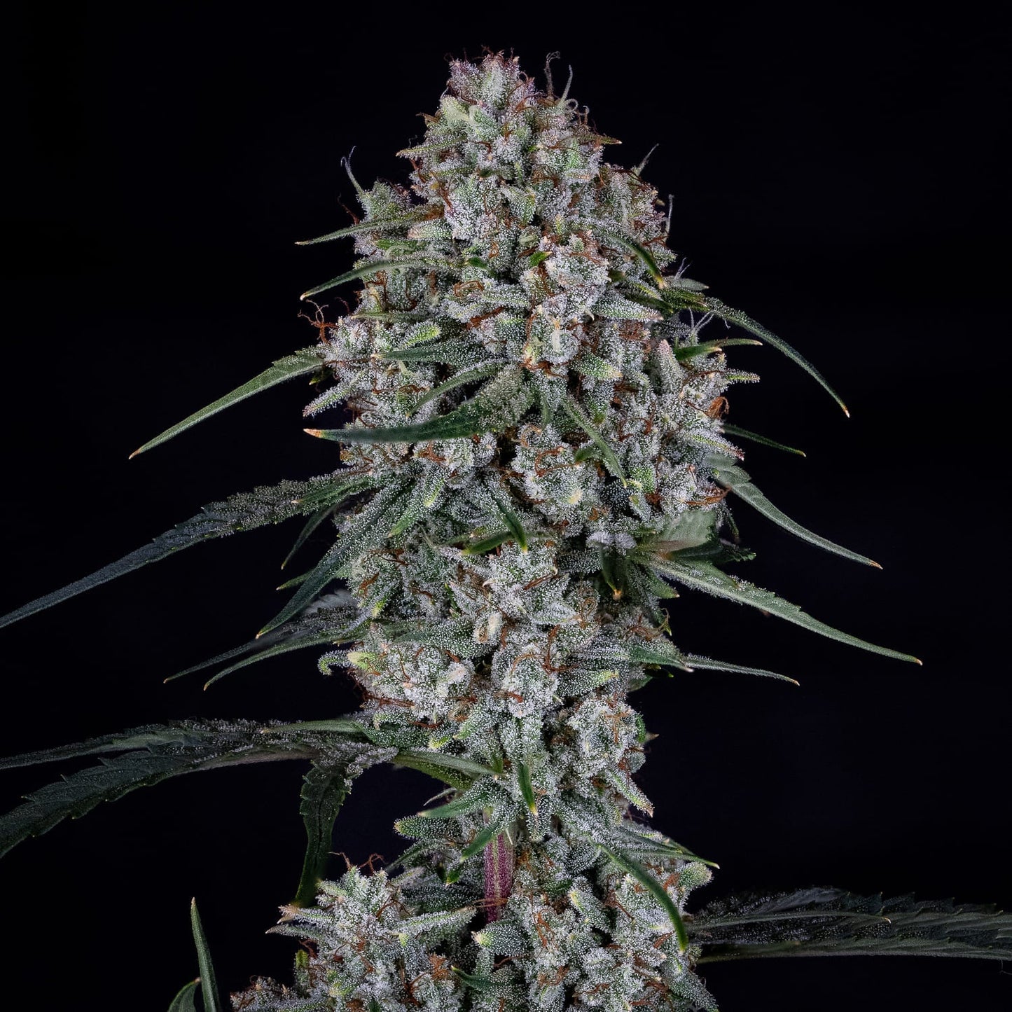 Skywalker (Skywalker Kush Cut (selected from DNA seeds) x Triangle F3) 3-Pack