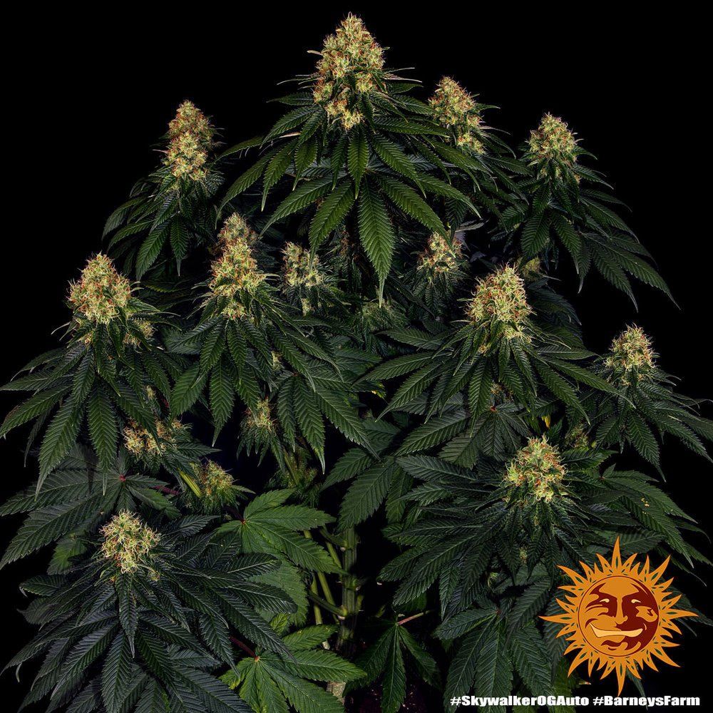 Skywalker OG Auto - Gas Station
