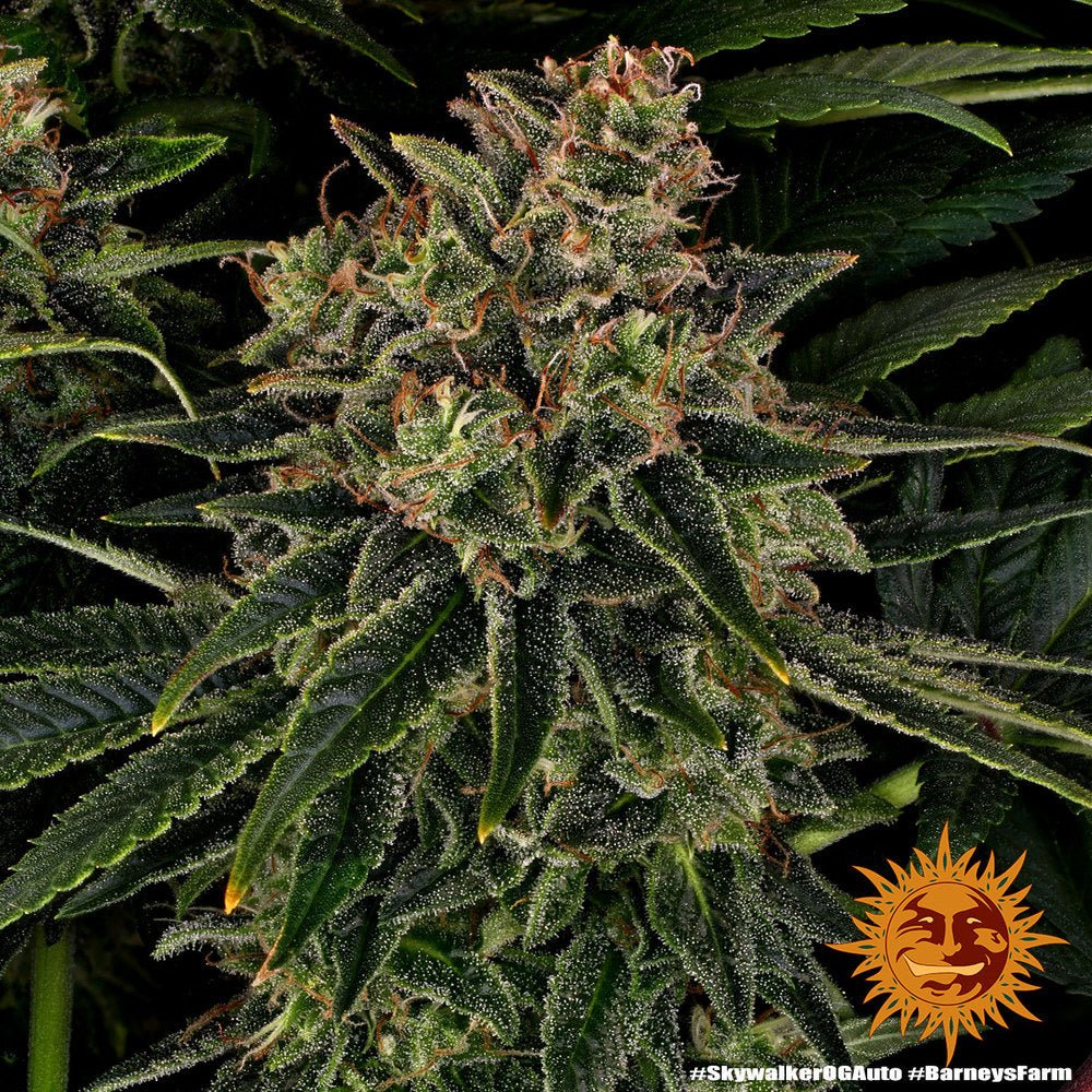 Skywalker OG Auto - Gas Station