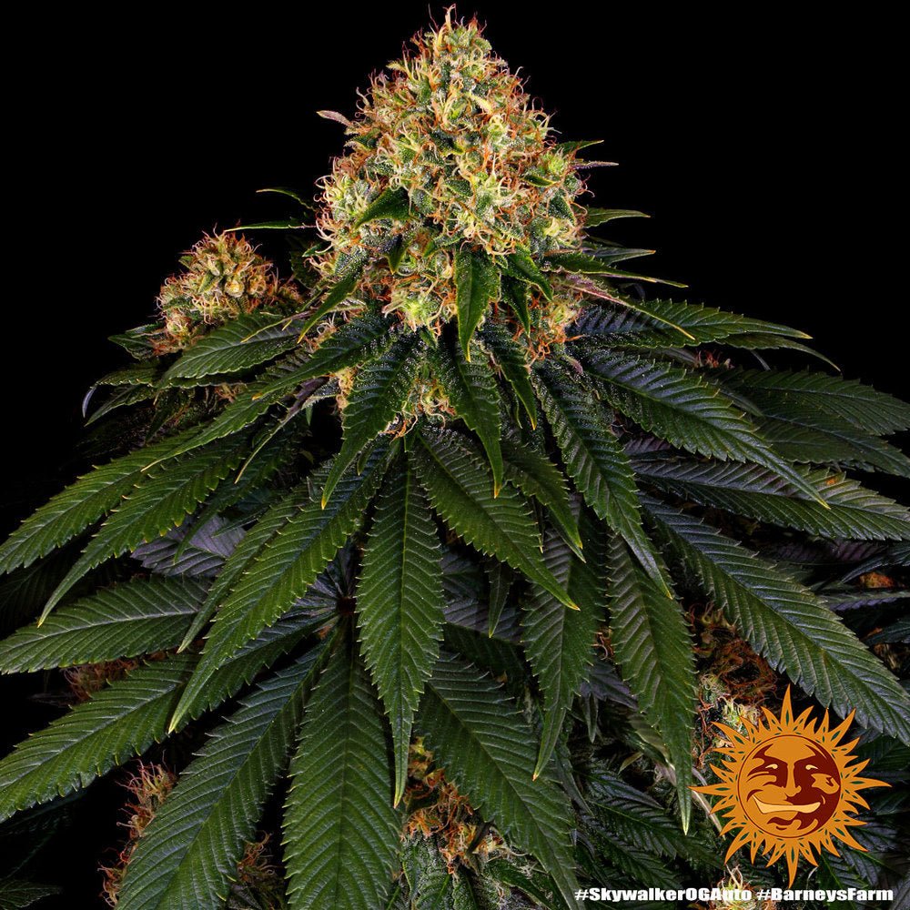 Skywalker OG Auto - Gas Station