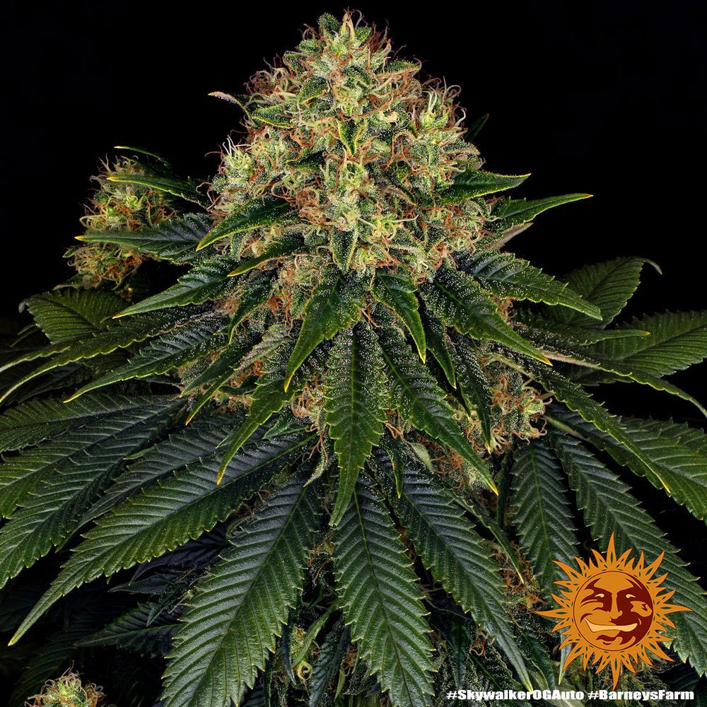 Skywalker OG Auto - Gas Station