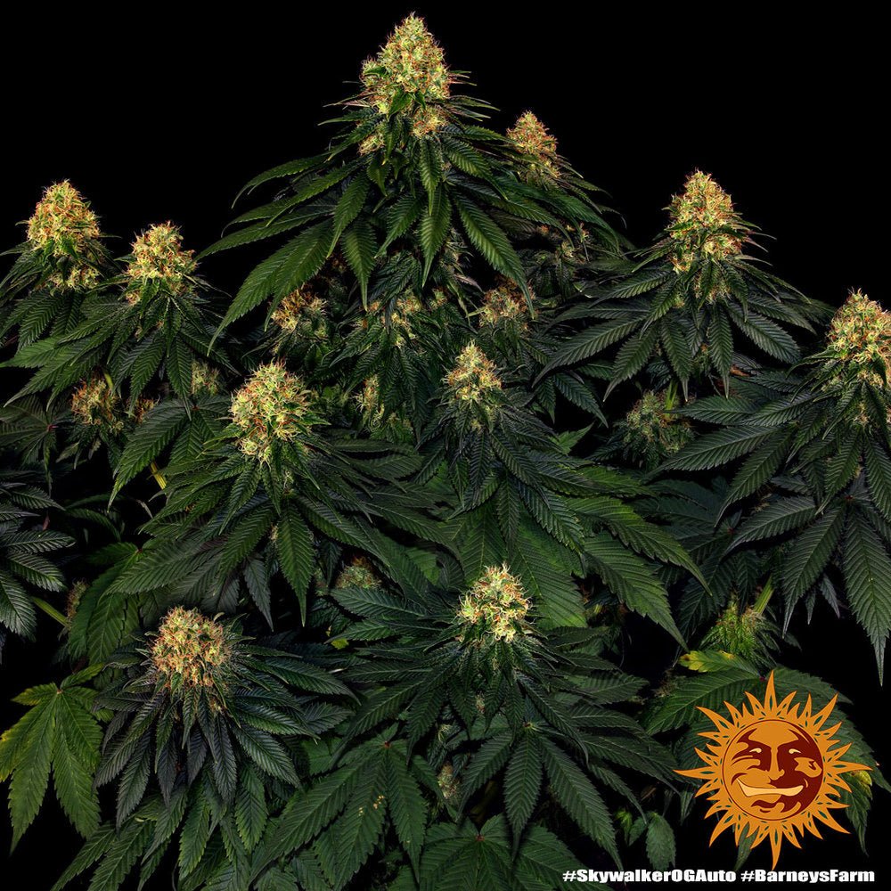 Skywalker OG Auto - Gas Station