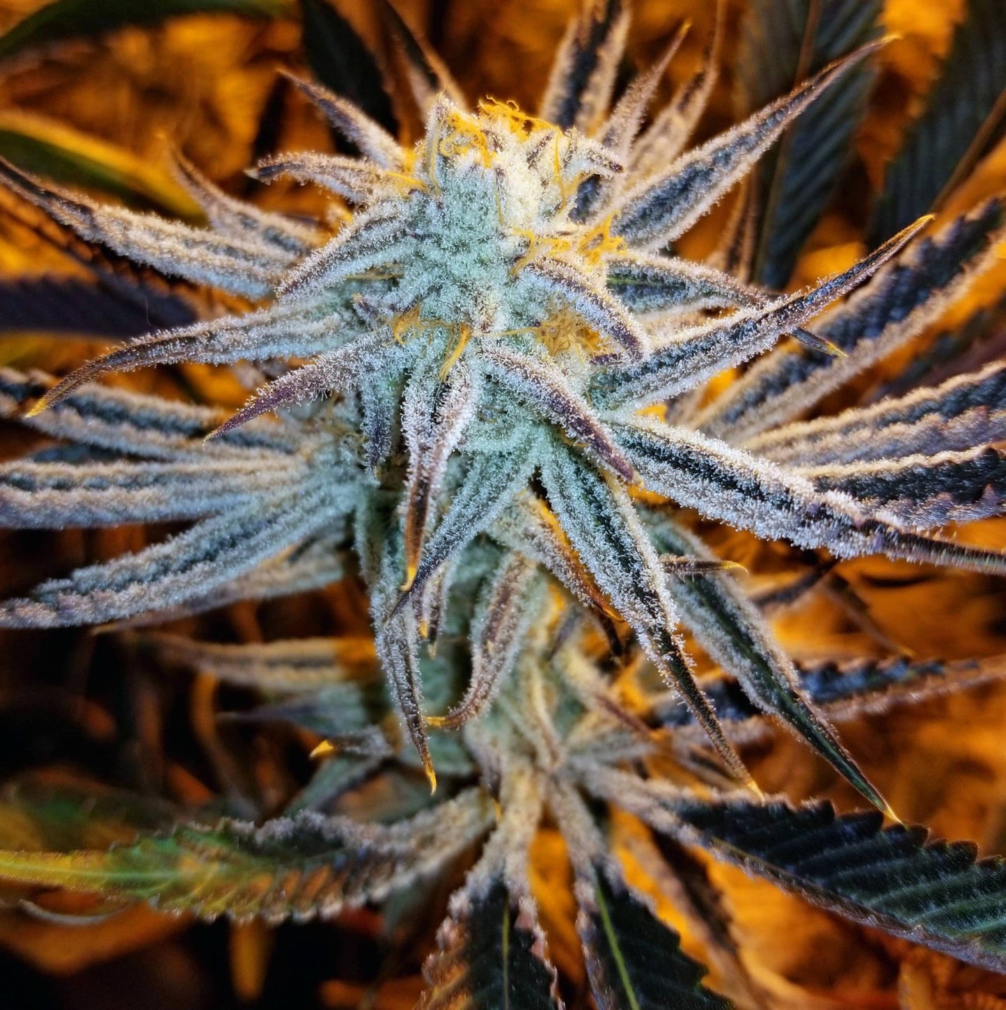 Slurricane #7 S1 (Slurricane #7 x Slurricane #7) 6 - Pack - Gas Station