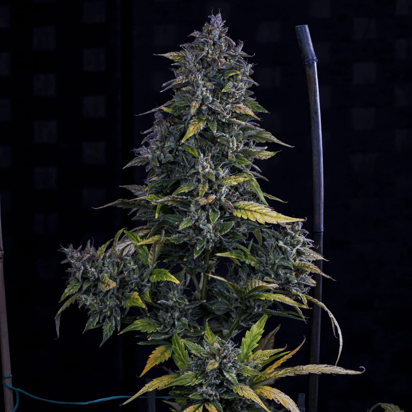 S.O.D.K (Sour Orange Diesel (Lady Sativa Genetics) x Breeding Auto OD1) X Triangle F1) 3-Pack