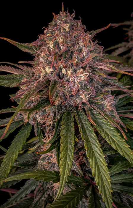 Sour Crinkle (Sour Crack x Grape Crinkle) 3-Pack