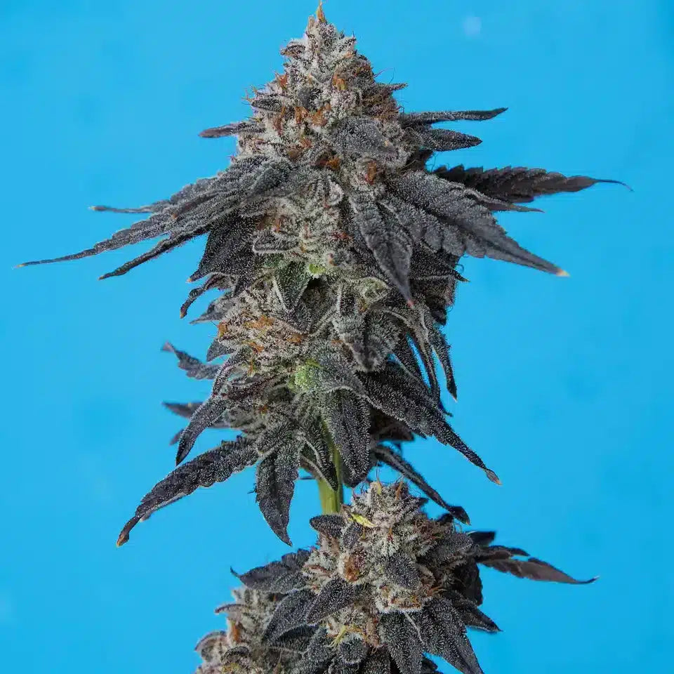 Space Gello x Zuchi Regular 10 seeds
