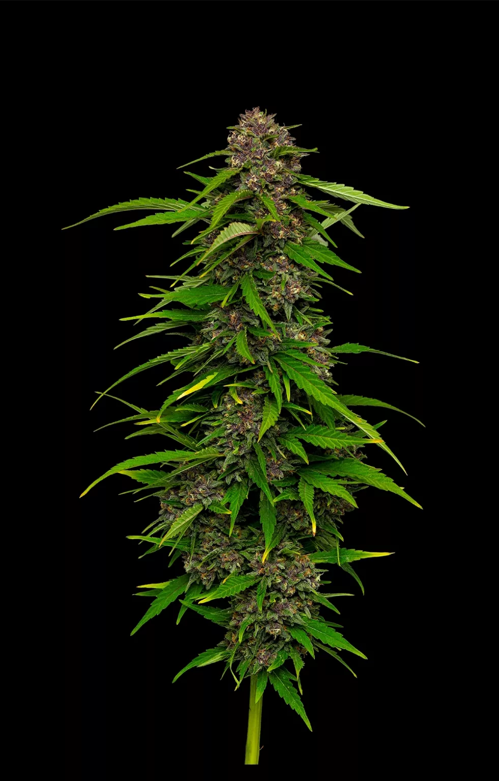Squirt Auto (BBM x Tangie x BBM Auto) 5-Pack