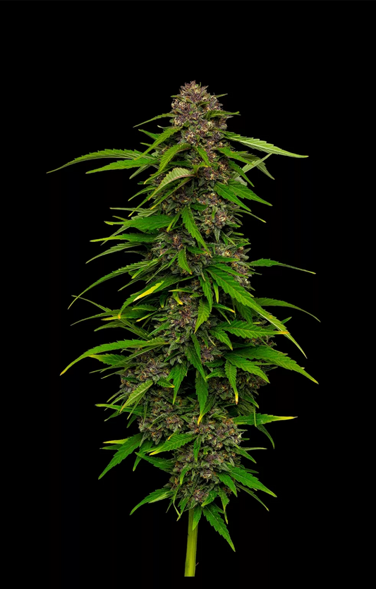 Squirt Auto (BBM x Tangie x BBM Auto) 5 seeds