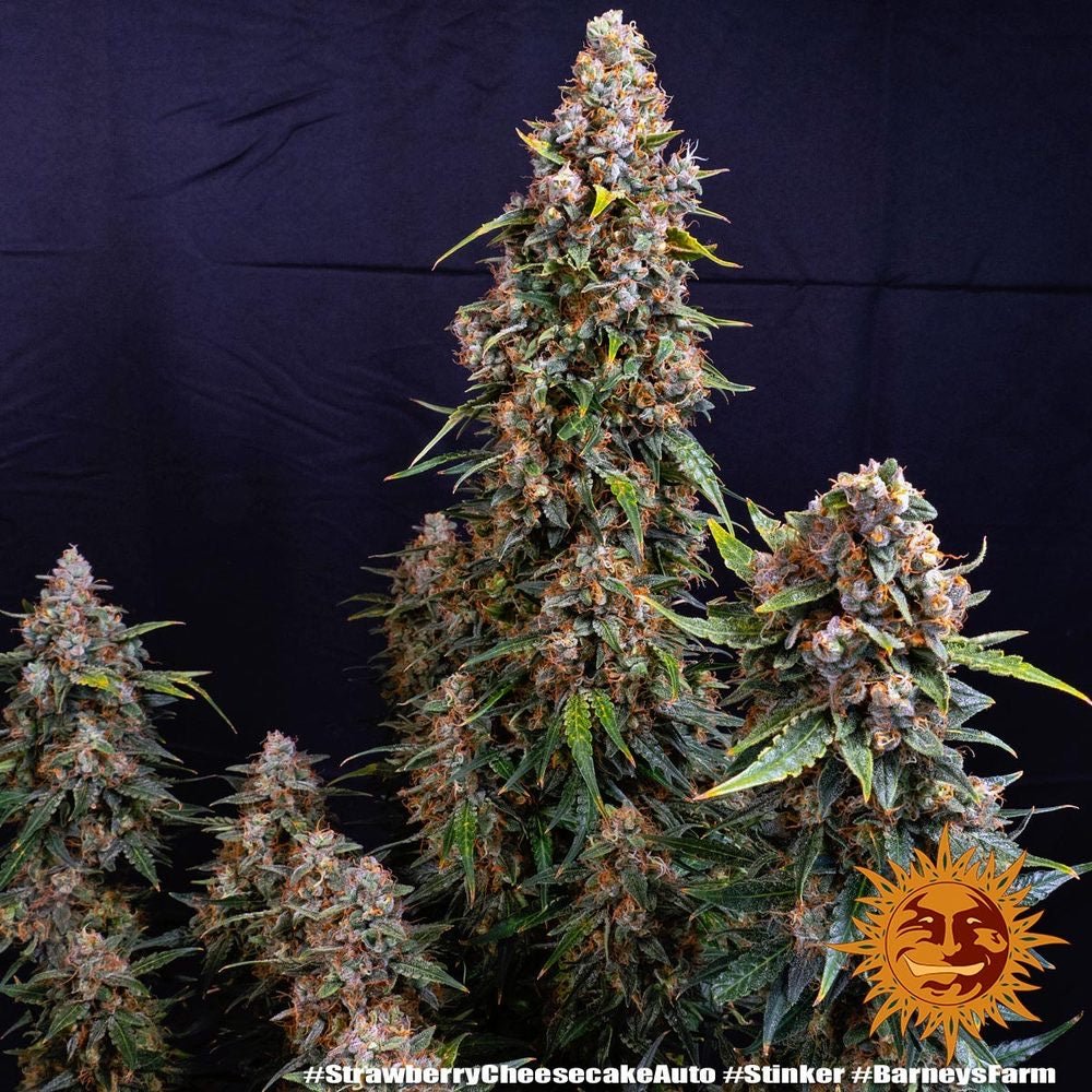 Strawberry Cheesecake Auto - Gas Station