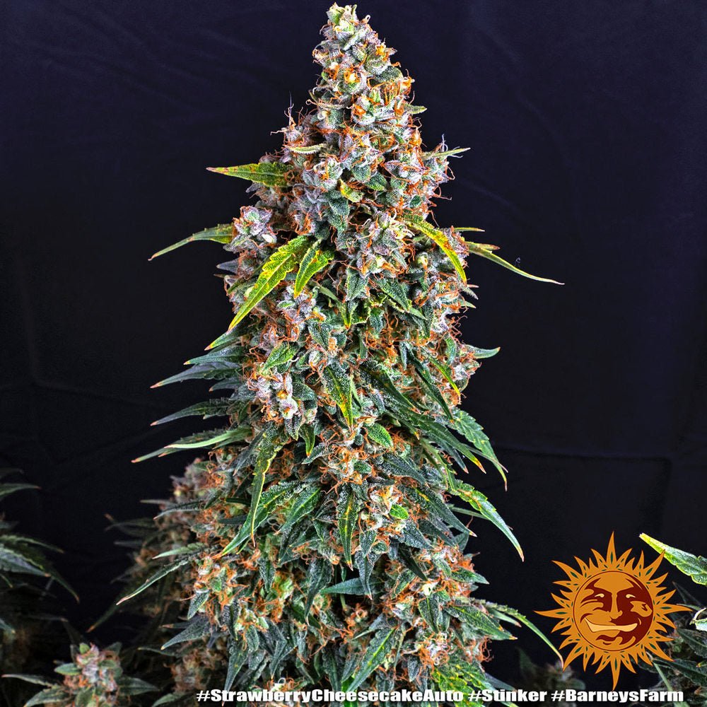 Strawberry Cheesecake Auto - Gas Station